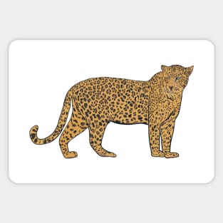 Hand drawn leopard illustration Sticker